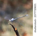 Small photo of A Damsel Fly Landing on a Stick