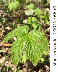 Small photo of Closeup of Goldenseal Hydrastis canadensis showing side of flower and full broad leaf