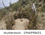 A pit latrine built around a thorny hedge for protection in rural Kenya.