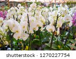 Many White Orquid Flowers Or...