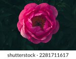 Small photo of Beautiful fresh pink peony flowers in full bloom in the garden, close up. Summer natural flowery background.