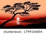Sunset View With An Old Tree 