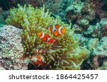 Ocellaris clownfish, false percula clownfish or common clownfish (Amphiprion ocellaris) Moalboal, Philippines