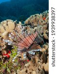 Small photo of Red lionfish or zebrafish (Pterois volitans) Roatan, Honduras