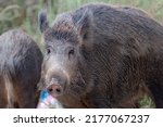 Wild boar  common wild pig ...