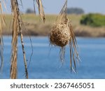 Small photo of weavers nest, weaverbirds nest, weaver finches nest or bishops nest (Ploceidae) Chobe National Park, Botswana