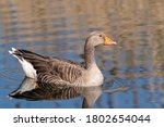 Greylag Goose Floating On Water