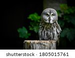 Great Grey Owl Perched On A Log