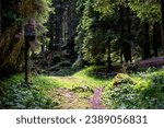 alpine forest with pine trees and paths between meadows and woods at an alpine hut in Gossaldo Belluno in the Belluno Dolomites Vicenza Veneto Italy