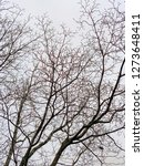 Small photo of Intertwining leafless branches of several trees in winter set against featureless plain sky background in vertical image format.