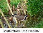 Small photo of The red-wattled lapwing is an Asian lapwing or large plover, a wader in the family Charadriidae. Like other lapwings they are ground birds that are incapable of perching.