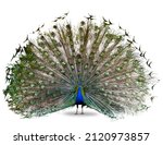 The indian or blue peafowl...