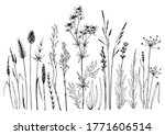 set of wild meadow herbs and... | Shutterstock .eps vector #1771606514