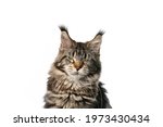angry black tabby classic maine coon cat looking at camera on white background