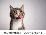tabby white cat with mouth open licking lips looking hungry on white background