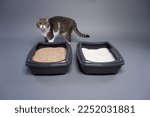 Small photo of tabby cat standing behind two cat litter boxes with clay and organic cat litter. concept image for side by side comparison of degradable and undegradable waste.