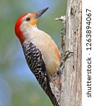Red Bellied Woodpecker  ...