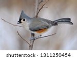 Tufted Titmouse In Winter
