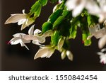 Blooming Christmas Cactus With...