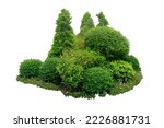 Bush shrub green tree isolated tropical plant with clipping path.