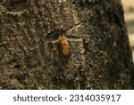 Small photo of Cicadas moult in the summer forest. moulting wildlife insects