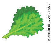 leaves of lettuce salad ... | Shutterstock .eps vector #2144747387