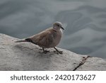 Small photo of Eurasian collared dove (Streptopelia decaocto), a medium-sized dove, distinctly smaller than the pigeon, has a black half-collar edged with white on its nape from which it gets its name, on the pier