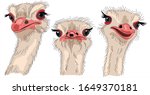  Three Funny Ostrich Closeup...