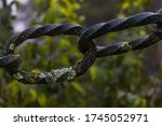 Chain Link With Fungus And...
