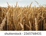 Small photo of Triticale grain on sunlit golden field with blue sky. Summer or autumn grain crop season. Harvest landscape. Wheat and rye. Gluten. Agriculture and farming. Grain drain. Pesticides
