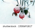 Frosted rosehips covered in winter snow