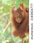 Baby Orangutan Playing In The...