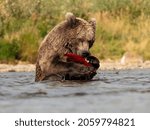 Brown Bear  Ursus Arctos  Aka...