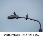 Pigeons Sit On A Lantern....