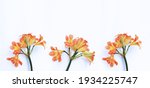 delicate orange clivia flowers... | Shutterstock . vector #1934225747