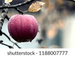 Small photo of Love apple fruit