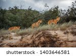 Pack Of Dingoes On Fraser Island