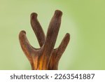 Velvet antler in green background. cartilaginous antler in a precalcified growth stage of deer, covered in a hairy, velvet-like skin, sold in China as Chinese medicine, in USA dietary supplement