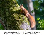 Red Eurasian Squirrel Climbing...