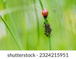 Beneficial insect ladybug red...