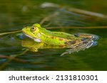 Marsh Frog   Rana Ridibunda  ...