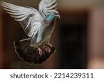 Small photo of Rock Dove (Columba livia) in a tourist town in the summer. Alsace, France.