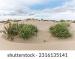 Small photo of Landscape of protected dunes in Beauduc beach. Salin de Giraud, Parc naturel regional de Camargue, Arles, Bouches du Rhone, Provence Alpes Cote d'Azur, France.