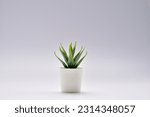 Small photo of Aloe vera decorate the room. Pot fake plant isolated on white background.Aloe vera potted decoration home office.desk decoration tree.desk decoration plant pot.minimalist plant pot.Small plant in pot.