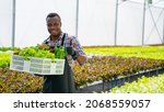 Small photo of Portrait of Smiling African man farmer holding a crate of fresh organic vegetables in hydroponics greenhouse plantation. Small business food delivery, restaurant and supermarket advertising concept