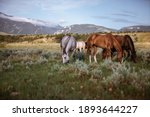 Horses grazing in the wilds of Montana. In front of Pryor mountains in a meadow. Ranch horses in the west Near Lovell Wyoming, and Billings Montana