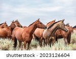 Montana American Quarter Horse...