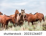 Montana American Quarter Horse...