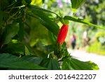 Small photo of Red Closed Flower Knows as Turkcap, Turk's turban, Wax Mallow, Ladies Teardrop and Scotchman's purse (Malvaviscus arboreus) in the Garden, in a Sunny Day in Amaga, Antioquia, Colombia