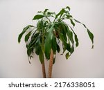 Interior Plant Known as Cornstalk Dracaena (Dracaena fragrans) against a White Wall